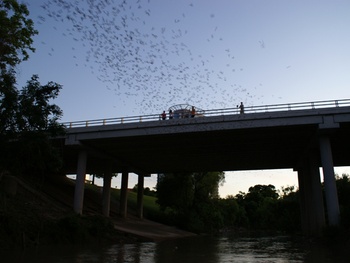 Bat 