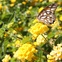 Yellow Texas Lantana and butterfly at ranch in Brenham, Texas