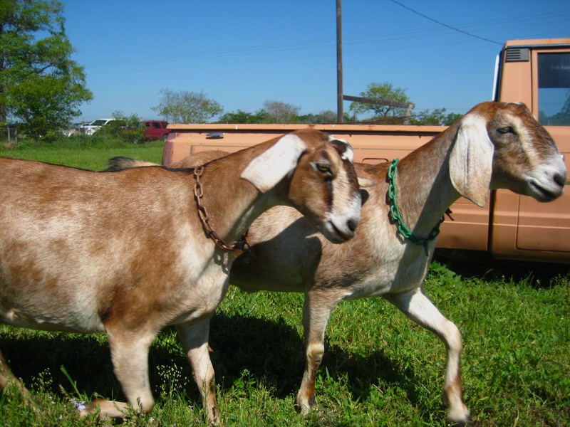 Blue Heron_goat farm