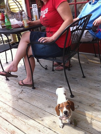 News_Paws on Patios