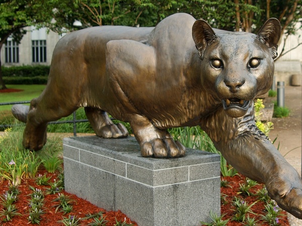 News_cougar_UH_University of Houston