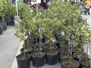 Urban Harvest's 14th Annual Fruit Tree Sale