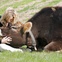 News_Joel_vegan out_Colleen Patrick-Goudreau