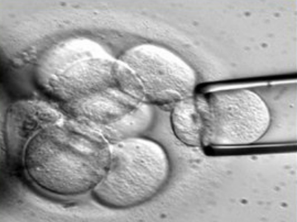stem cells, pet stem cells