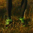News_Rick Perry_jogging