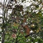 News_dying tree_branches_leaves