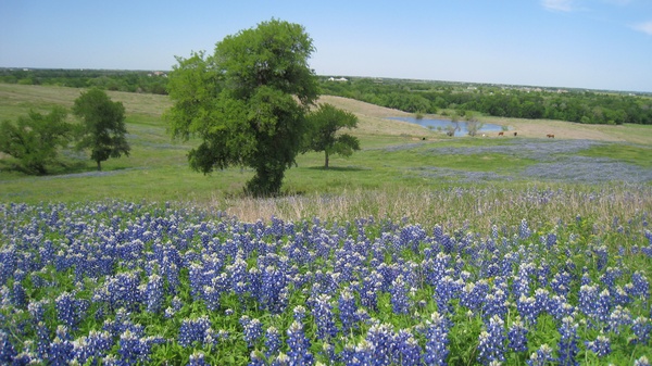 Austin Photo Set: News_Robyn_Hill country conservancy_april 2012_bluebonnets