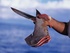 Teresa Gubbins: Texas shark fin ban gets blocked unexpectedly by Republican senators