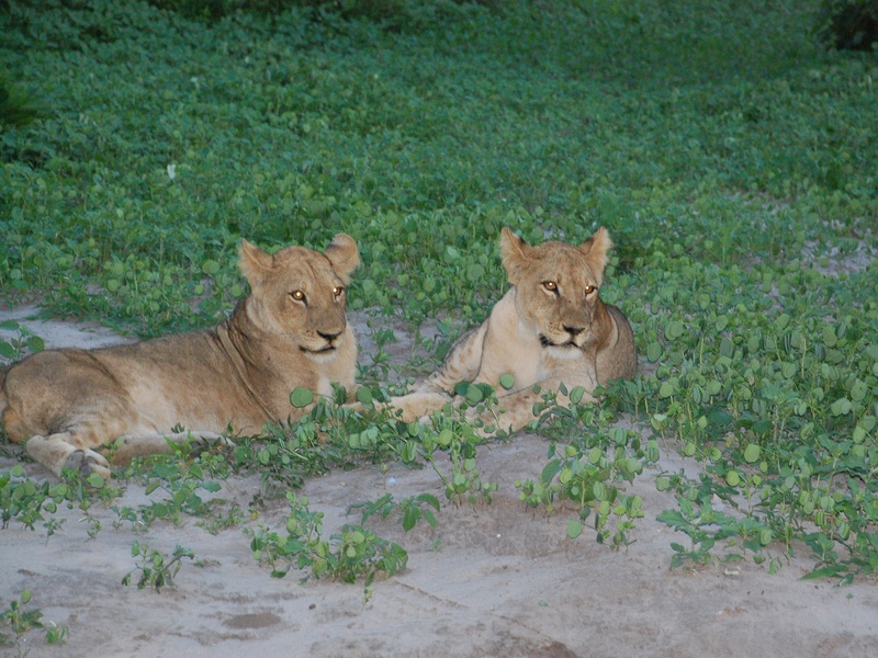 News_Lauren Levicki_Africa_two lion cubs, est age, 2 years old