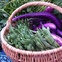 Produce, White Rock Local Garden, White Rock Local Market