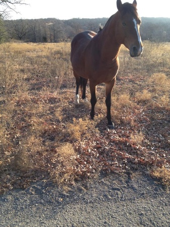 Horses on Olympian Ranch