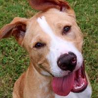 Austin Humane Society