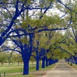 Blue Trees, Konstantin Dimopoulos, Australia