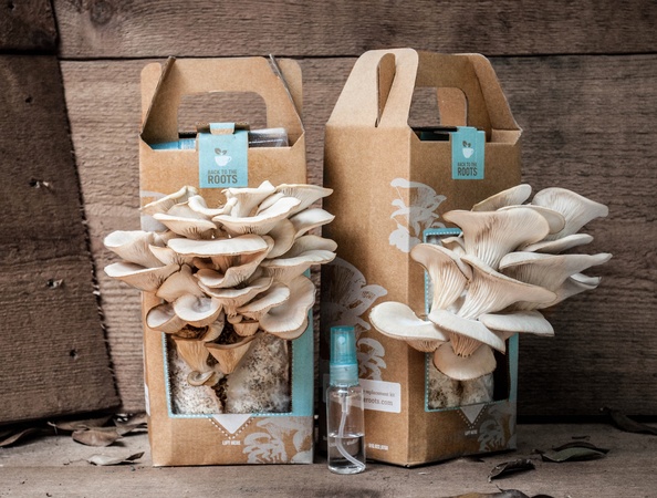 Back To The Roots Mushroom Kit