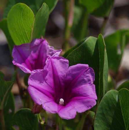 tortugas_flowers