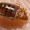 bed bug, gross