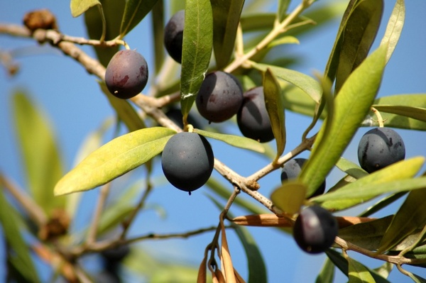 News_olive tree_olives_branch