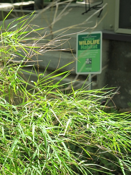 News_Katie_Patsy Cravens_Patsy’s yard - Certified Wildlife Habitat