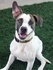 Jennifer Chininis: Domino the Dalmatian mix knows how to play nice