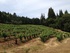 Jessica Dupuy: How to get the best out of Napa wine country