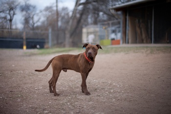 Austin Photo Set: News_caitlin_austin pets alive_feb 2013_bodie