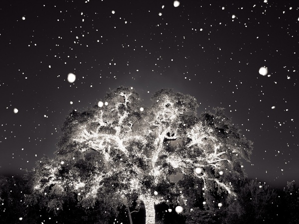 HCP SPIN8, July 2012, Colin Blakely - Lighted Tree