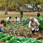 Austin Photo Set: News_Melissa_gardening for good_may 2012_3