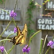 Katie, magical moment, butterflies and hummingbirds, January 2013, Side yard at the Roost