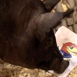 pig patch ncaa bracket 