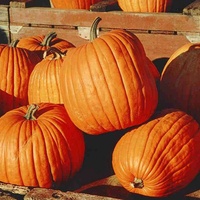 Grace in the Heights presents Fall Festival