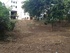 Tyler Rudick: My Bad! Precious 100-year-old park trees illegally bulldozed in townhouse construction