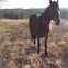 Horses on Olympian Ranch
