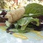 News_Concepcion_food_salad_Chicharrones