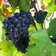 Joel, Messina Hof, July 2012, grapes