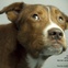 Rescue dog Ned