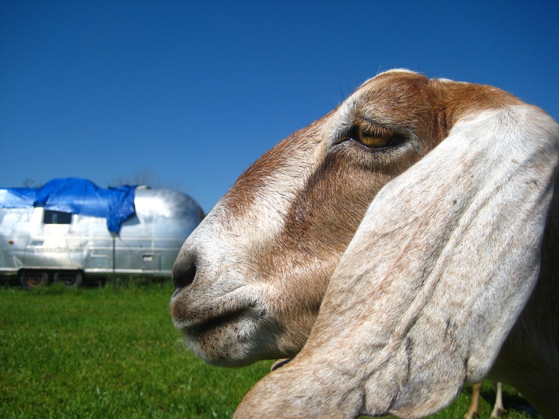 Blue Heron_goat farm