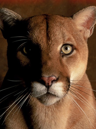 News_Steve Popp_mascots_University of Houston_Shasta_cougar