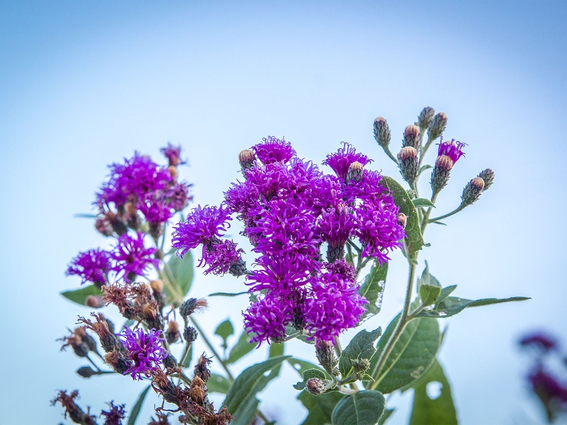 Photo of ironweed