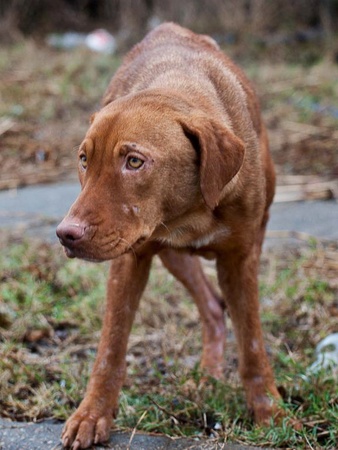 Forgotten Dogs, stray dogs, January 2013