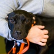 Austin Photo Set: News_Karen_Pittbulls_feb 2012_black2