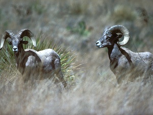 Austin Photo: News_kevin_TPWD_wildlife and fish restoration_September 2012_bighorn