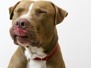 Cafe is a big dog with a sweet, gentle soul