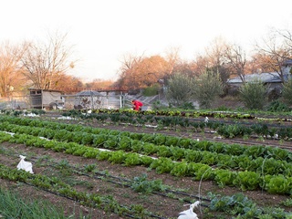 Rain Lily Farms