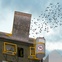 News_Animal architecture_January 2012_honorable mention_Pigeon Racing Headquarters_Carla Novak