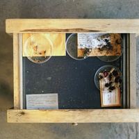 Amon Carter Museum of American Art presents Dornith Doherty: Archiving Eden