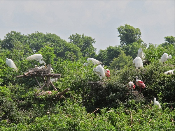  Katie, magical moment, butterflies and hummingbirds, January 2013, Smith Oaks Bird Sanctuary - Egrets and a Roseate Spoonbill - tending their hatchlings