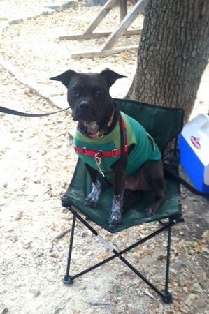 Austin Photo Set: News_caitlin_apa kermit_feb 2013_dog on chair