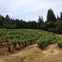 Hillside Riesling vineyards at Stony Hill Vineyards