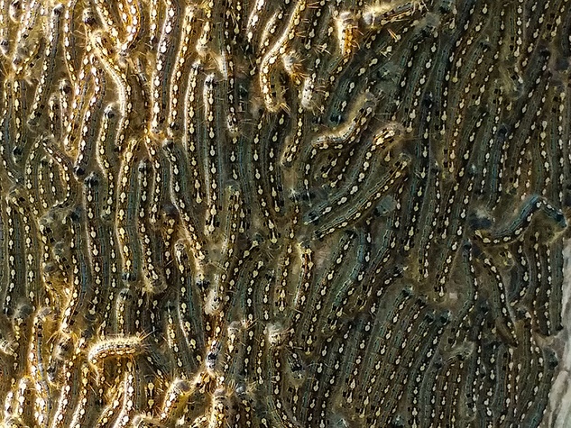 How to handle the crazy worm invasion mobbing North Texas trees