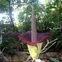 Corpse flower_Morticia_Moody Gardens